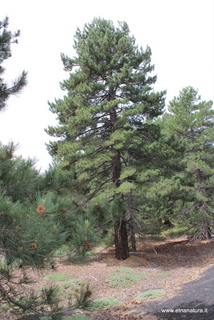Monte Baracca